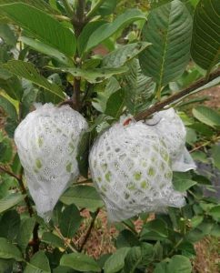Túi xốp bọc ổi lồng sẵn 1Kg